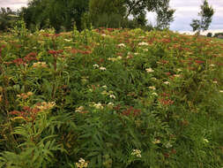 Imagem de Sambucus ebulus L.