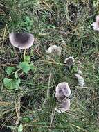 Image of Grey Agaric