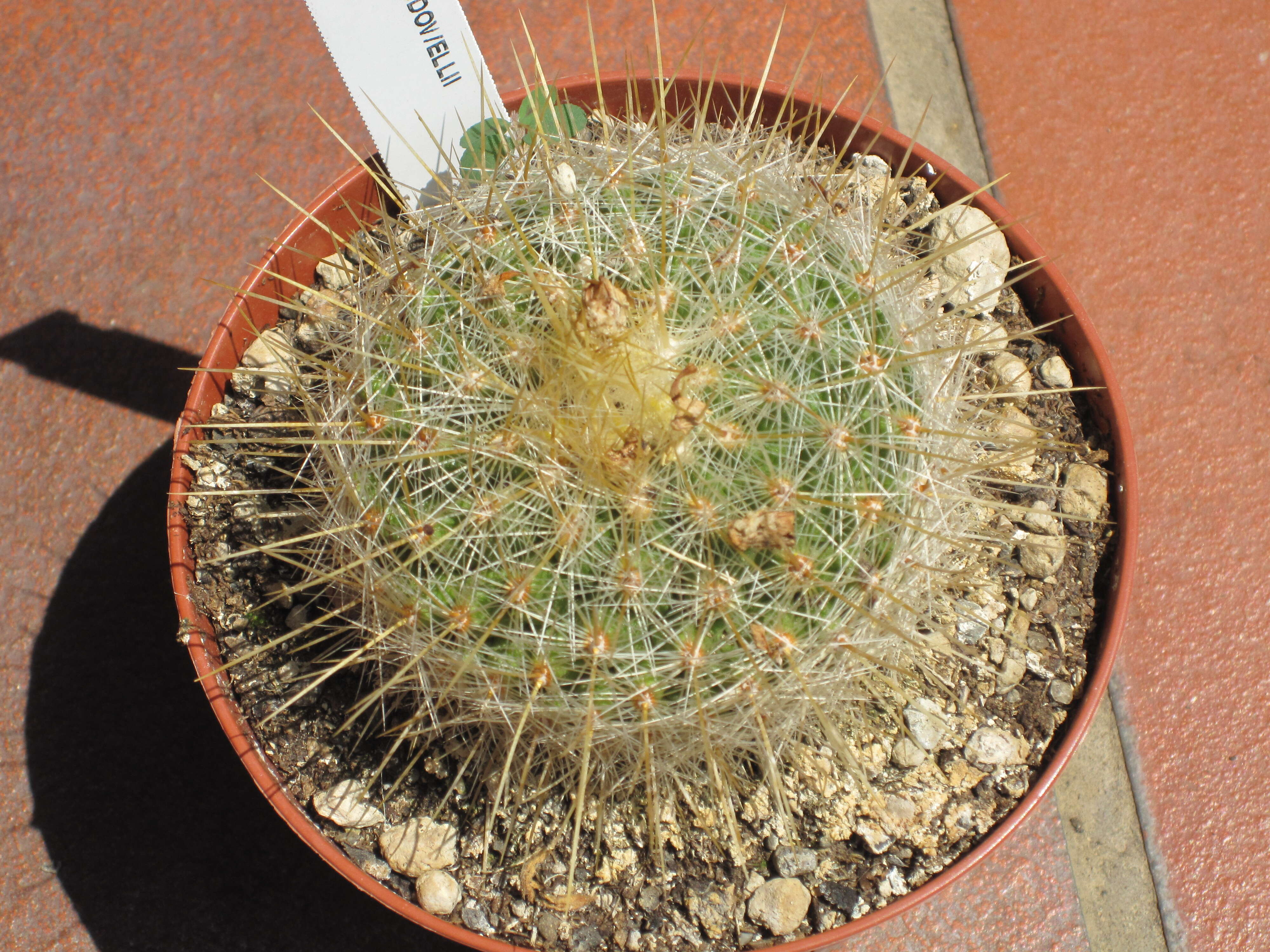 Image of Thelocactus macdowellii (Rebut ex Quehl) W. T. Marshall