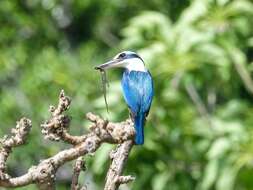 Image of Pacific Kingfisher