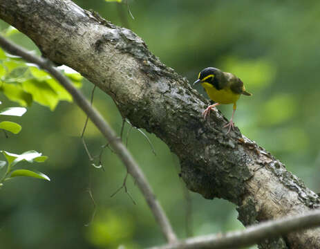 Geothlypis formosa (Wilson & A 1811) resmi