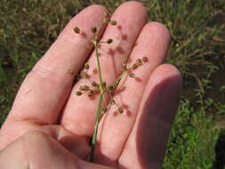 Image of Grass-Like Fimbristylis