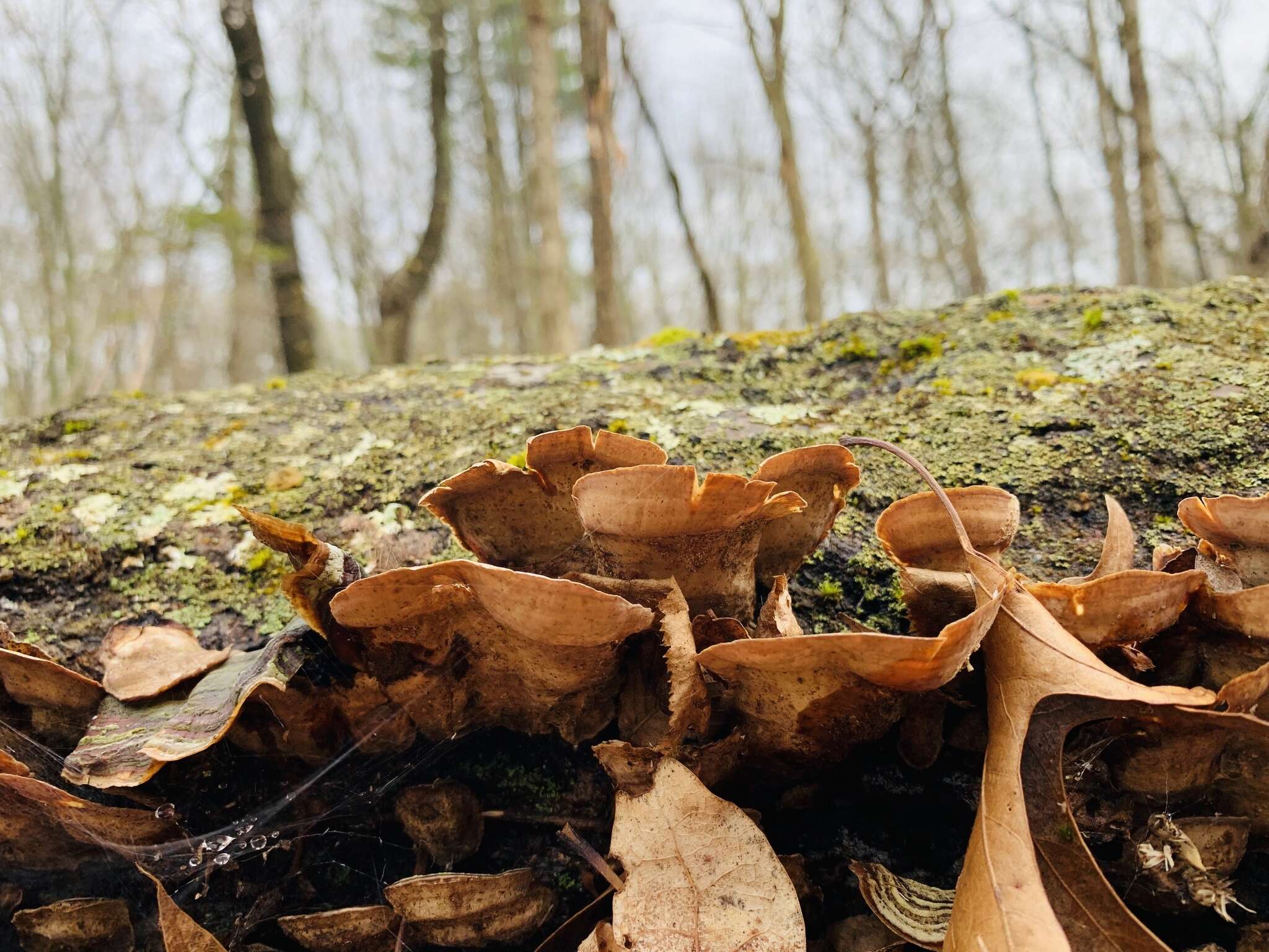 Image of False turkeytail