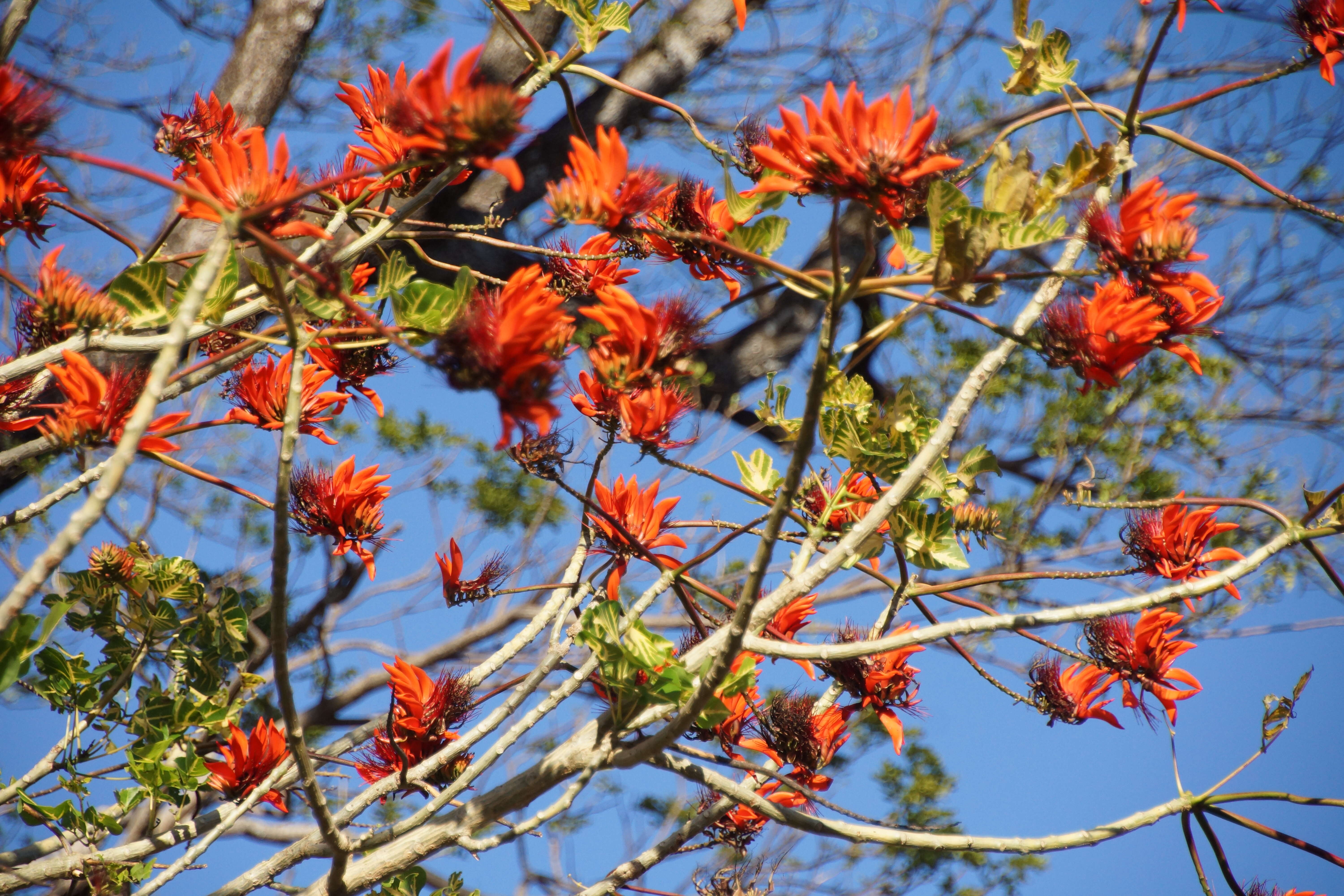 Imagem de Erythrina poeppigiana (Walp.) O. F. Cook