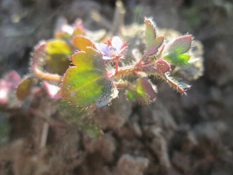 Image of ivy-leaved speedwell