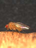 Image of Drosophila neotestacea Grimaldi, James & Jaenike 1992