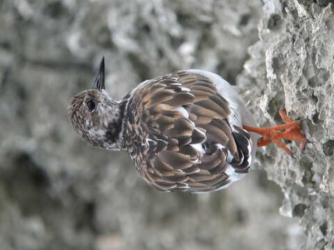 Image of Ruddy Turnstone