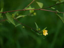 Image of common wireweed