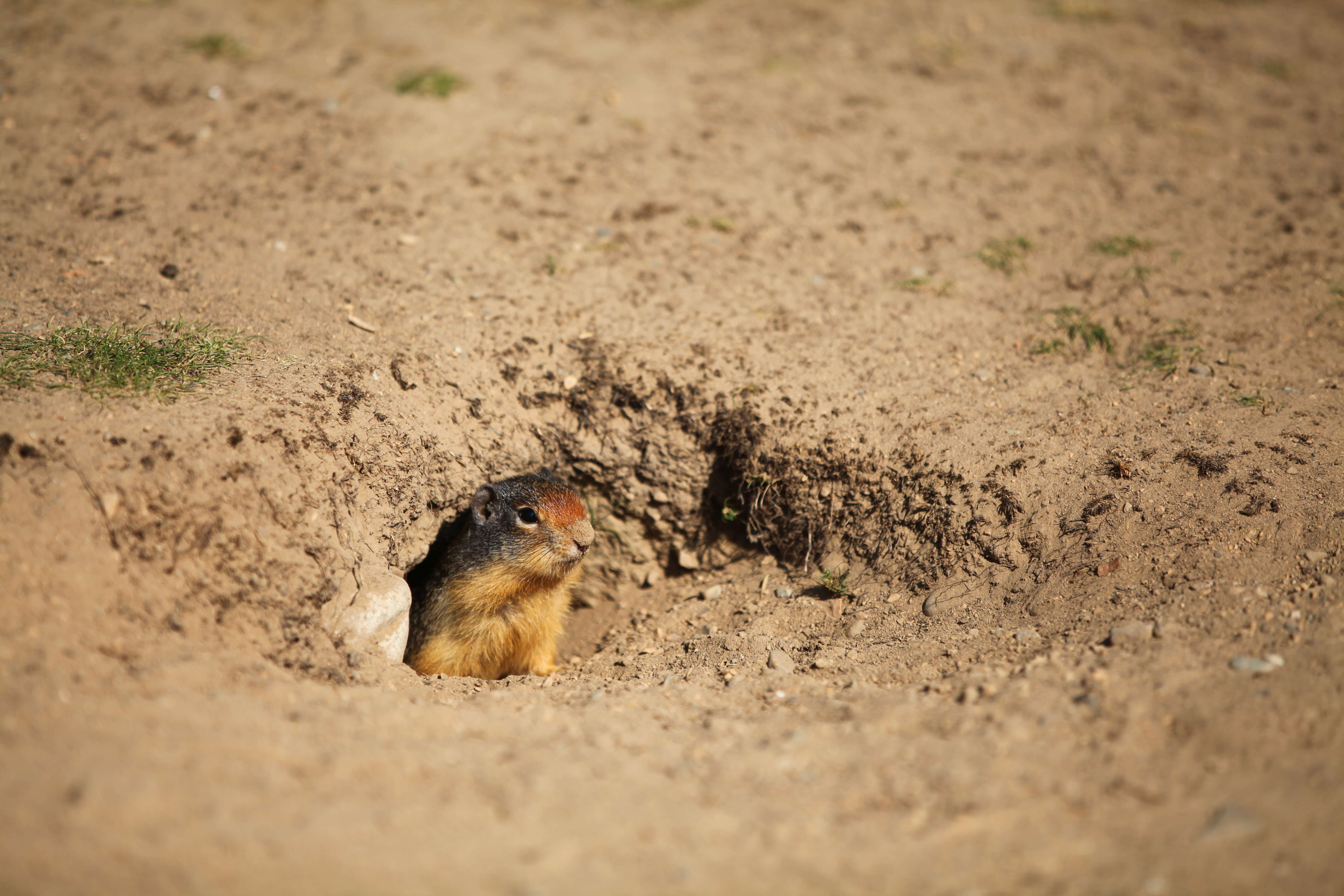 Image of Columbian ground squirrel