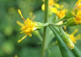 Image of Broad-leaved goldenrod