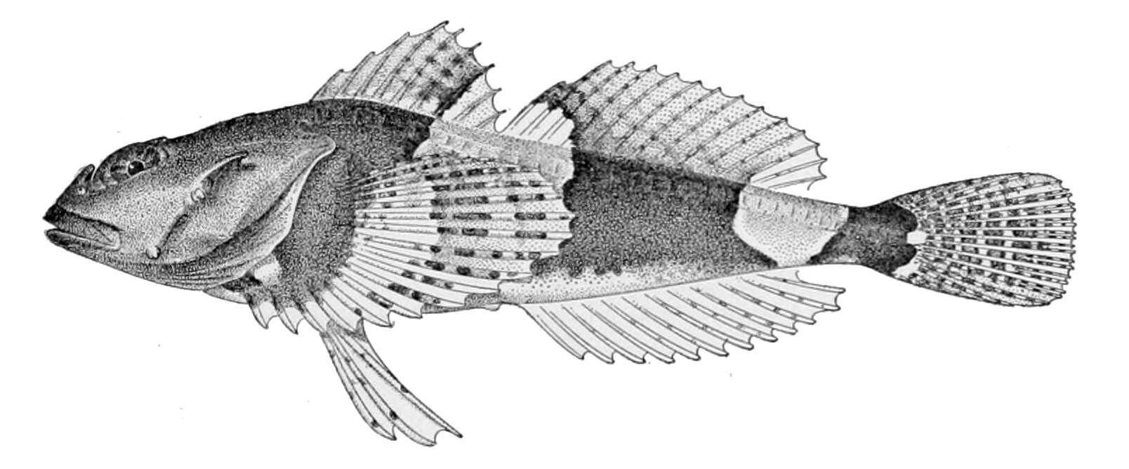 Plancia ëd Microcottus