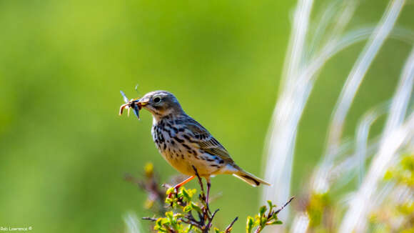 Image of Meadow Pipit