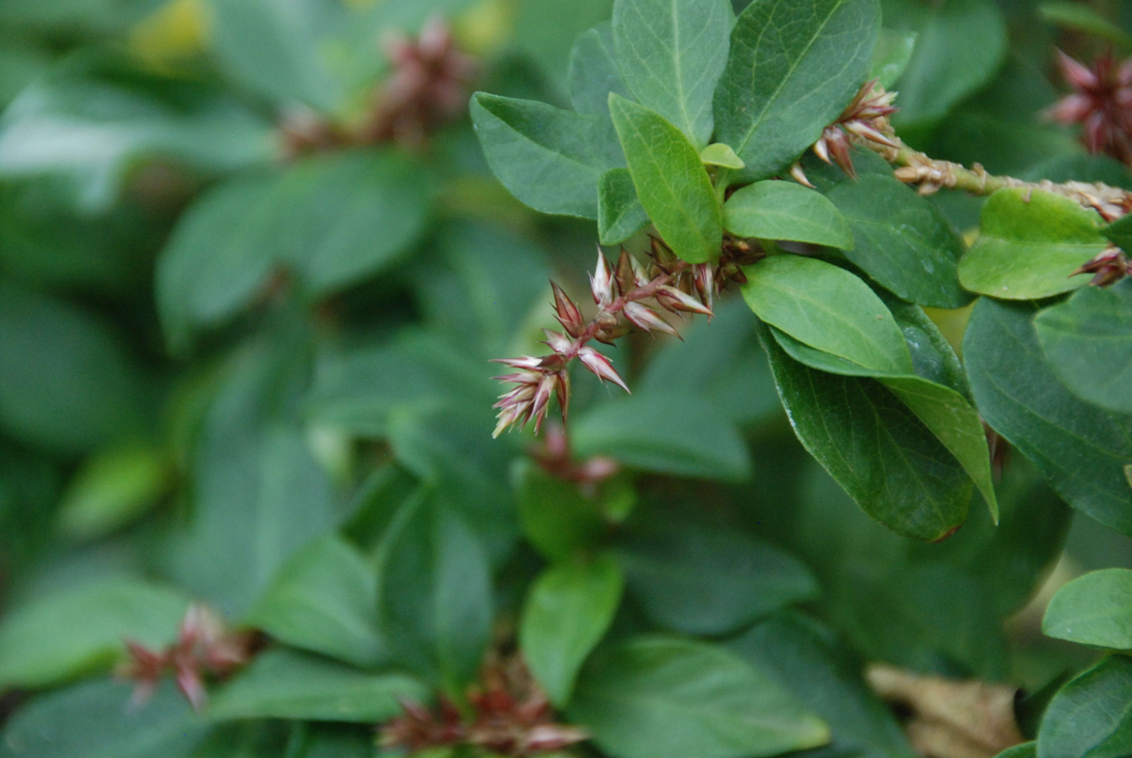 Слика од Achyranthes arborescens R. Br.