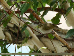 Plancia ëd Phylloscopus occipitalis (Blyth 1845)