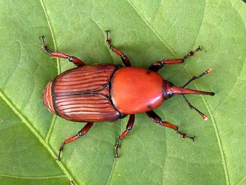 Imagem de Rhynchophorus ferrugineus (Olivier & A. G. 1791)