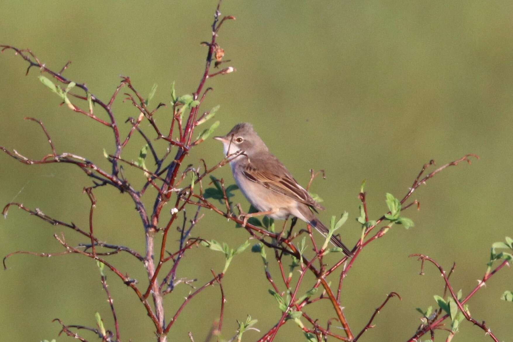 Image of Sylvia communis