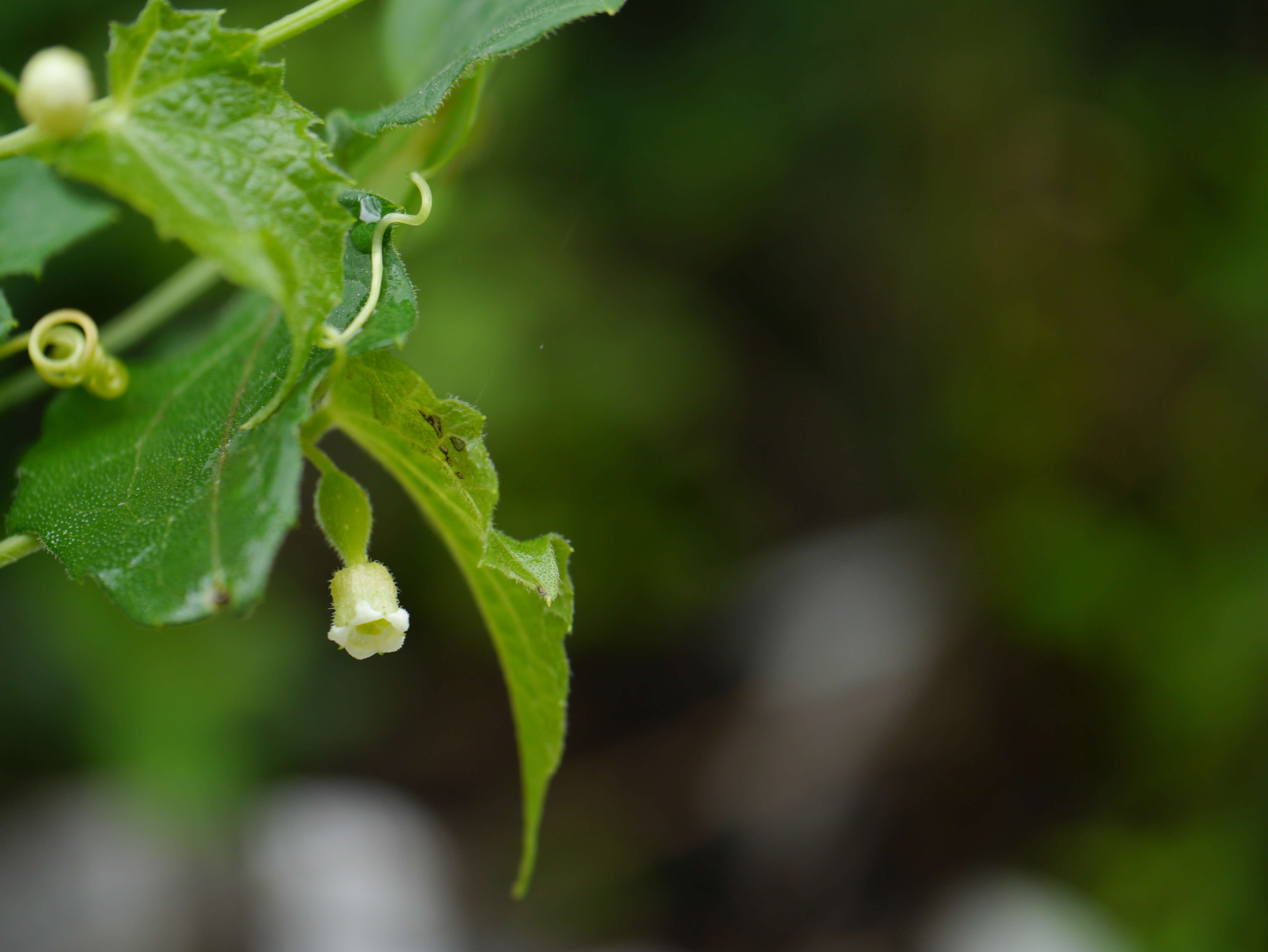 Image of Solena amplexicaulis (Lam.) Gandhi ex Saldanha & Nicolson