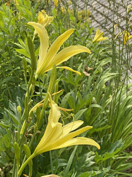 Image of lemon day-lily