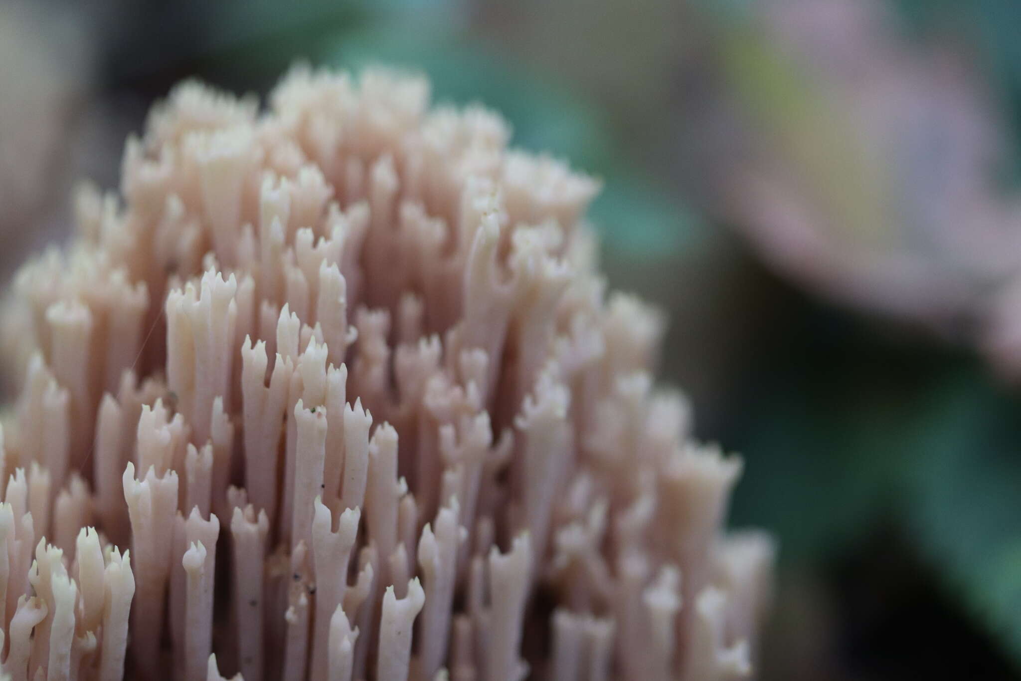 Слика од Ramaria stricta (Pers.) Quél. 1888