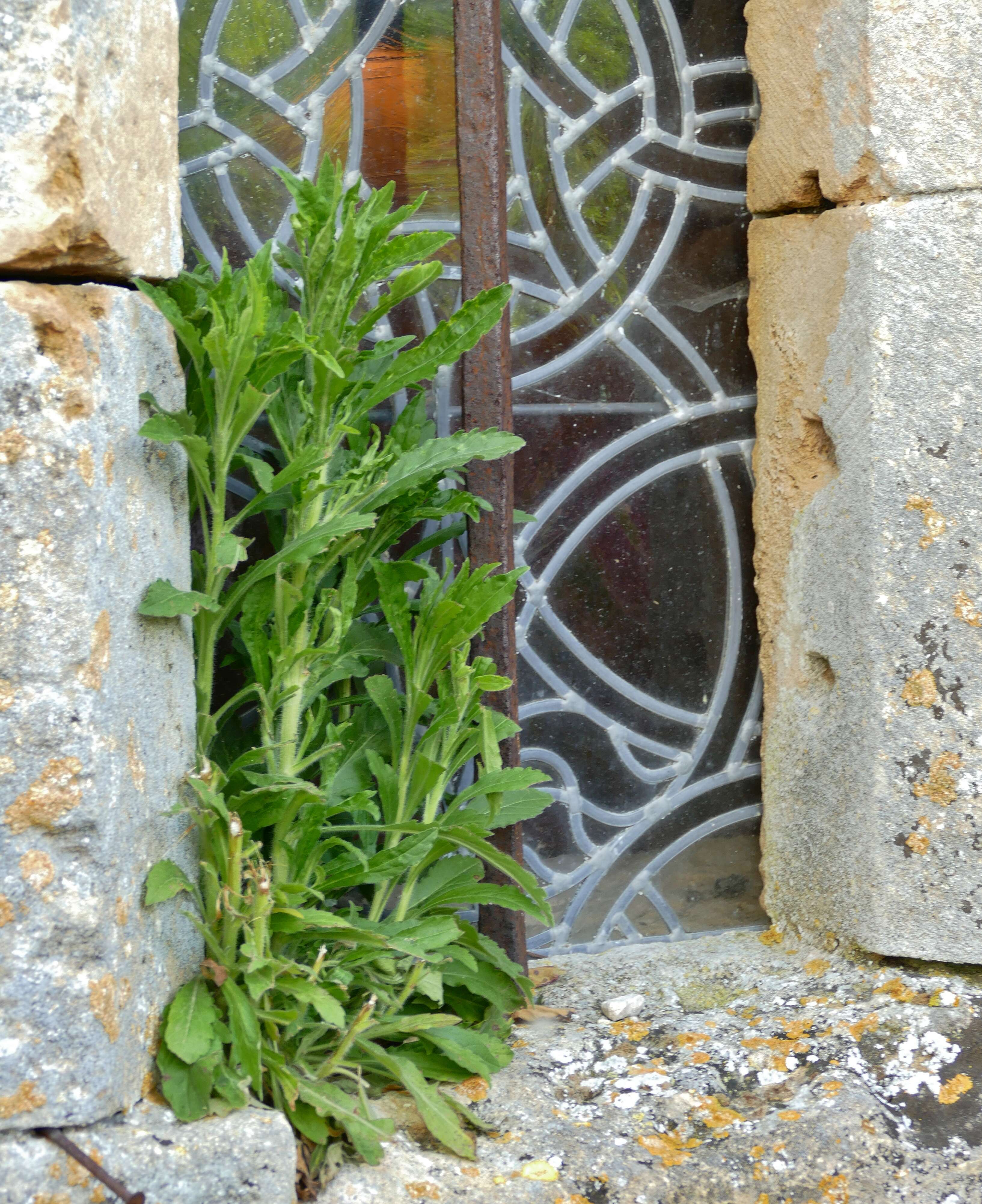 Image of Canadian Horseweed