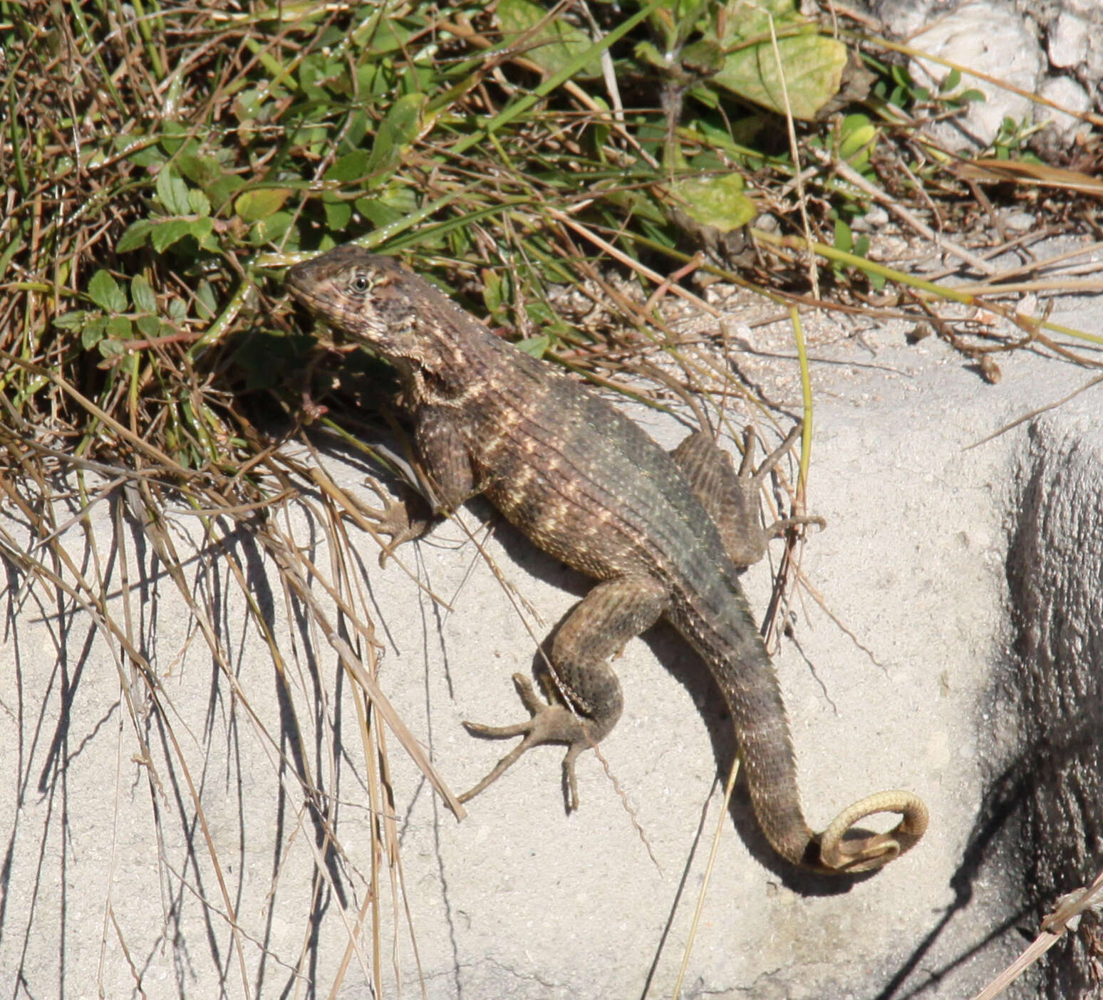 صورة Leiocephalus carinatus Gray 1827