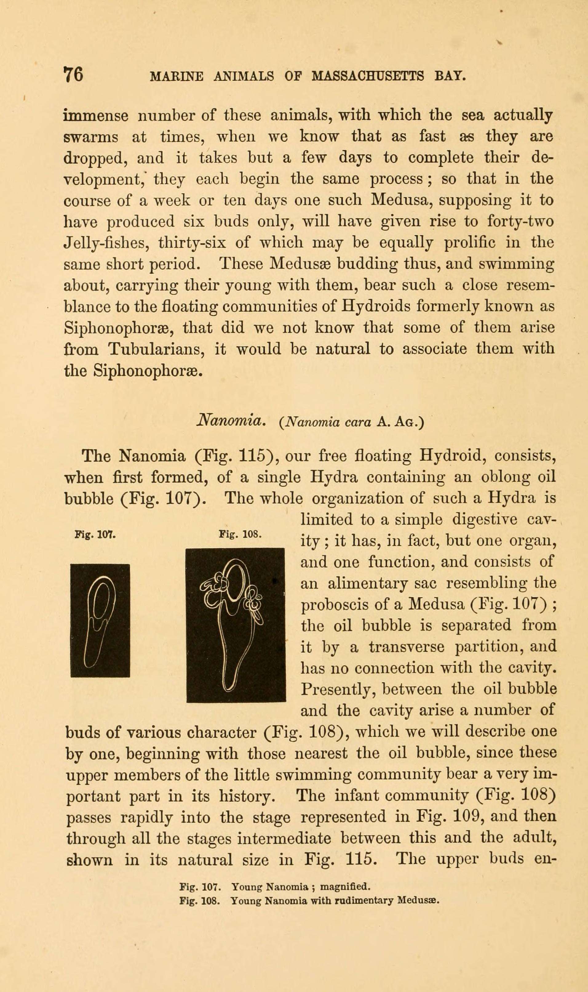 Image of Nanomia A. Agassiz 1865