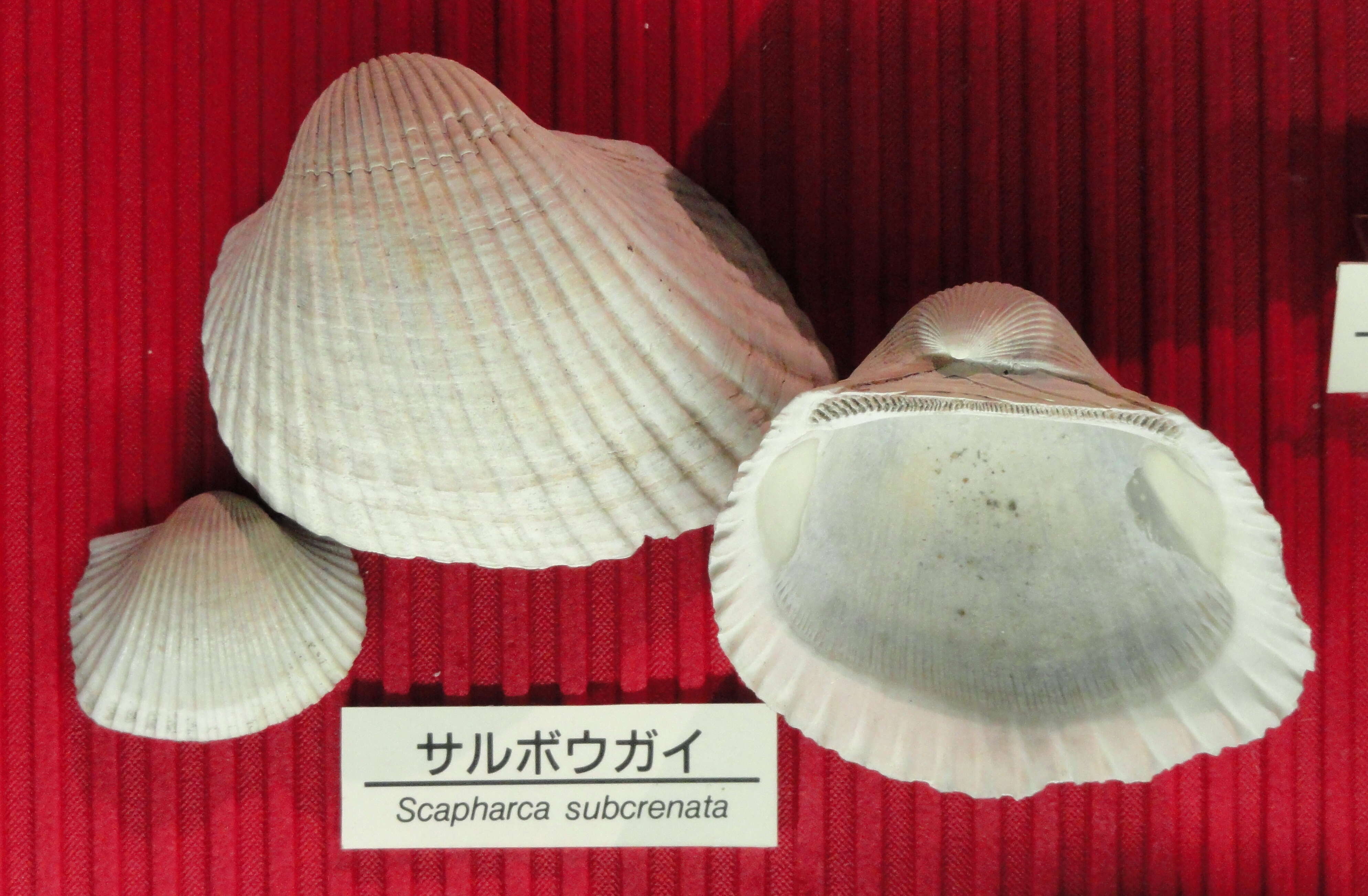 Image of Anadara kagoshimensis (Tokunaga 1906)