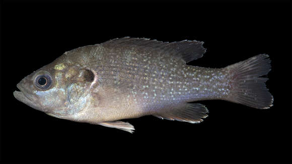 Image of Green Sunfish