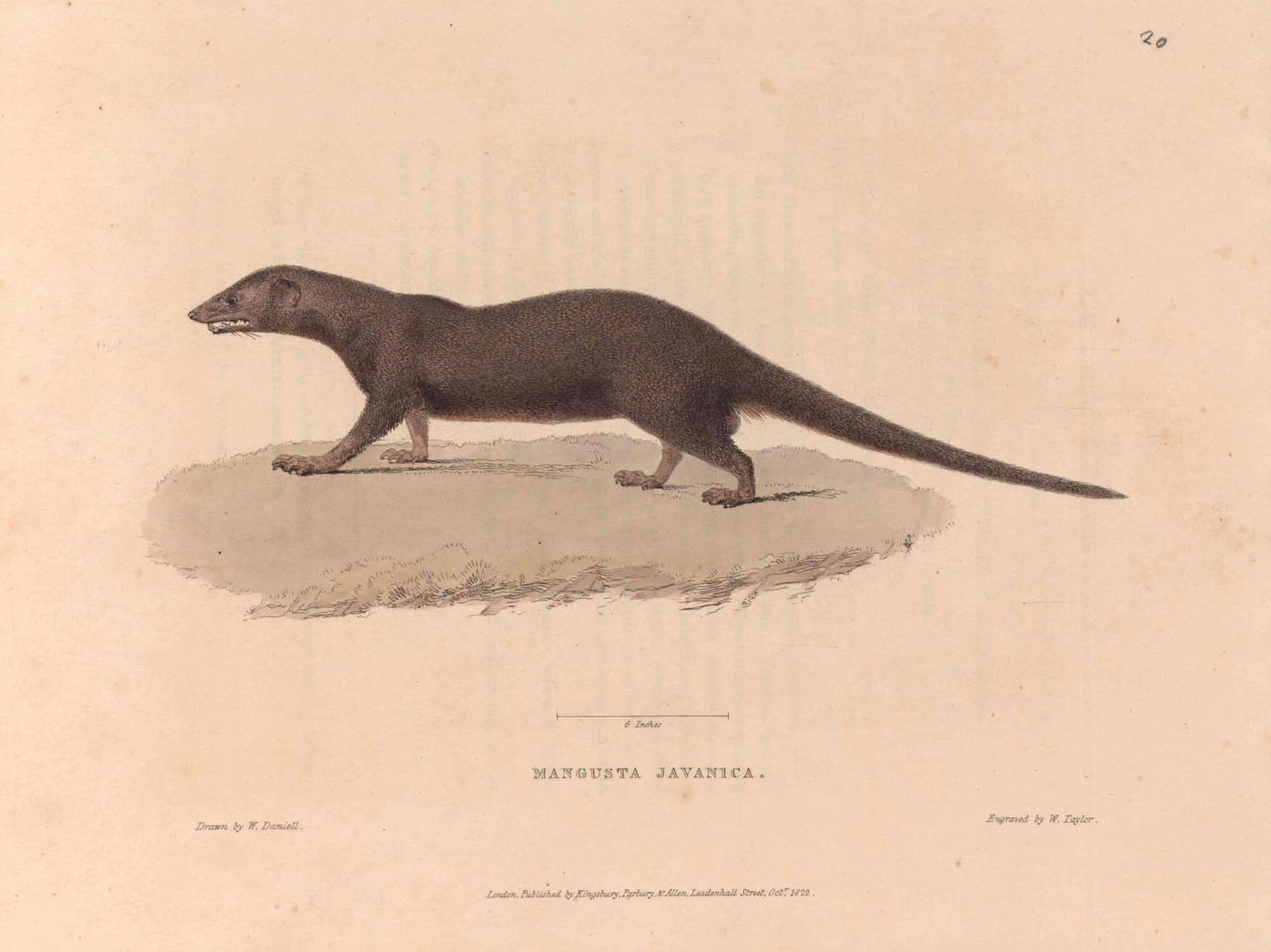 Image of Javan Mongoose