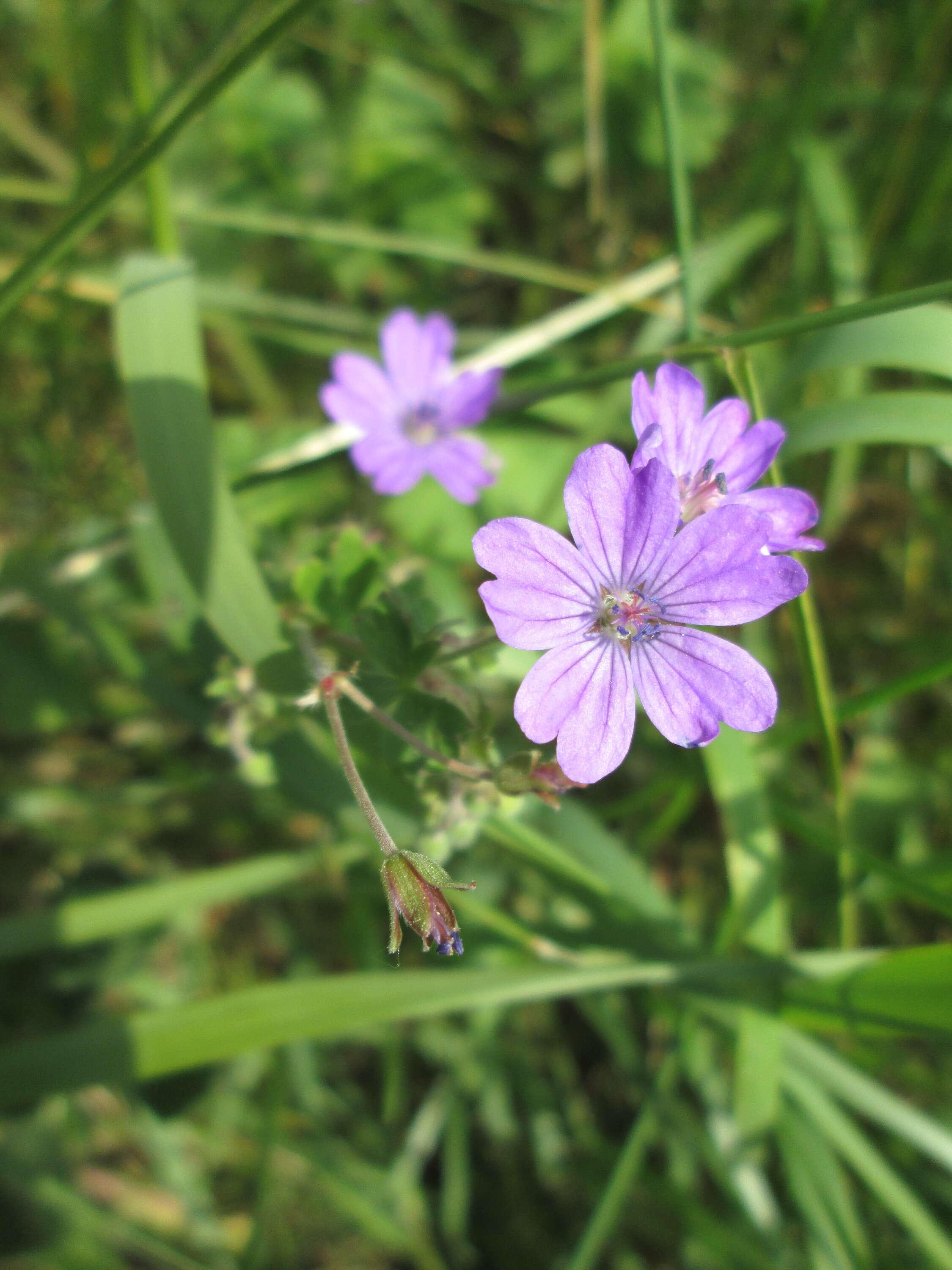 Image of hedgerow geranium