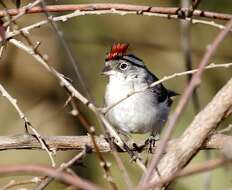 Image of Grey Pileated Finch