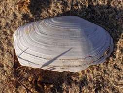 Image of common otter clam