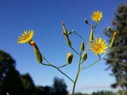 Image of smallflower hawksbeard