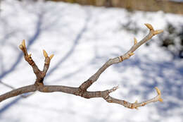 Image of nutmeg hickory