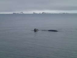 Image of leopard seal