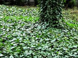 Image of English ivy