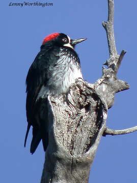 Image of Acorn Woodpecker