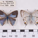 Image of Hypolycaena xenia