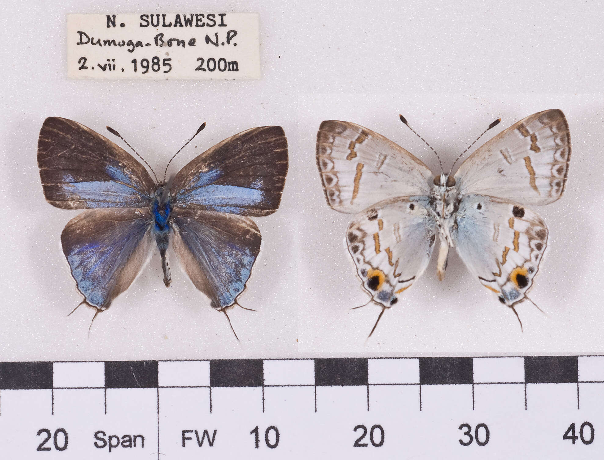 Image of Hypolycaena xenia