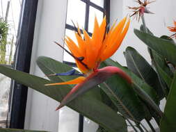 Image of Bird of paradise plant