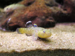 صورة Chlamydogobius