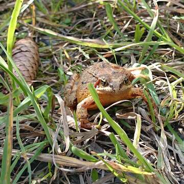 Image of Common frog