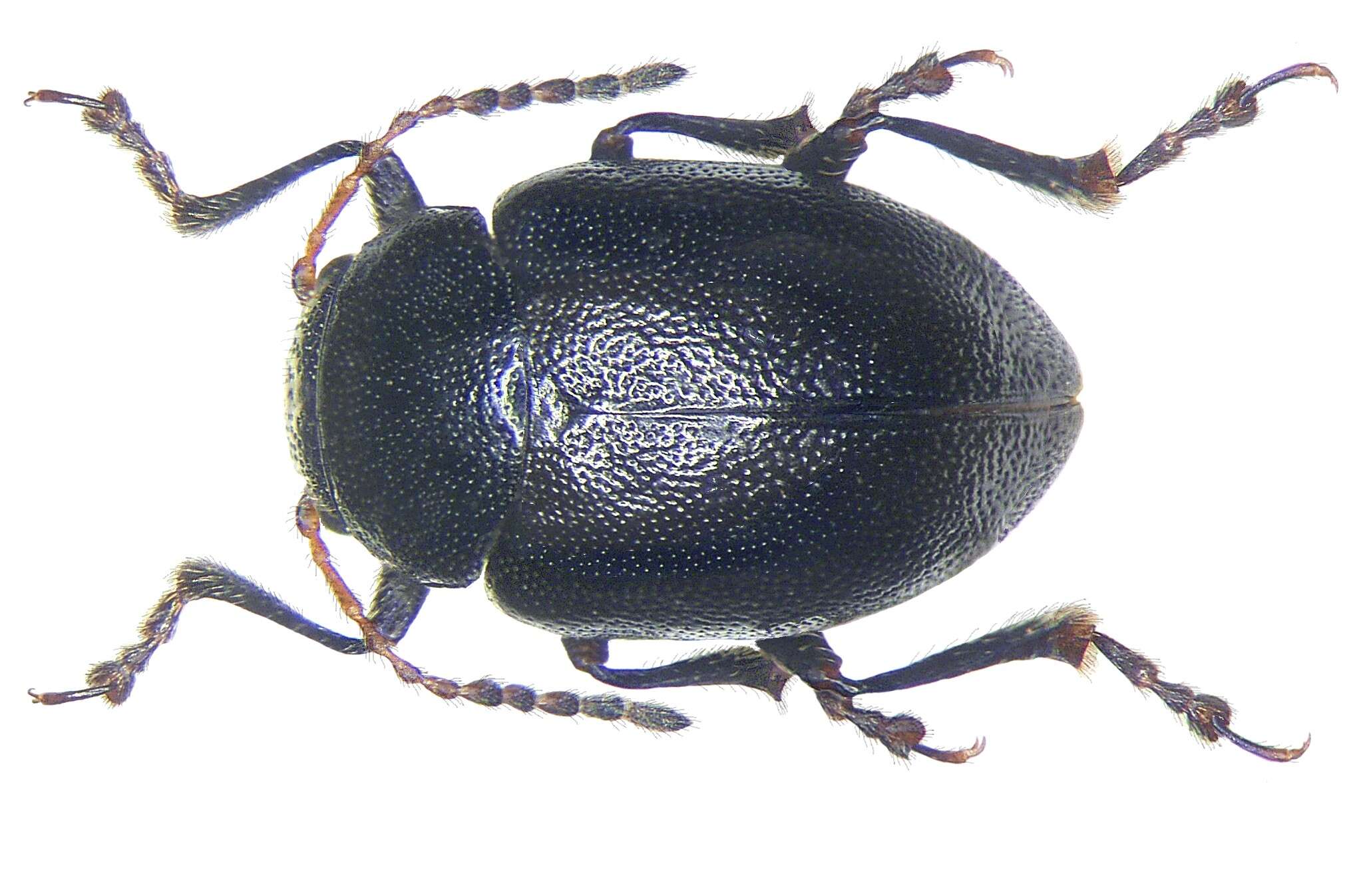 Image of Colaspidema