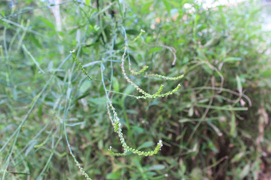 Image of herb of the cross