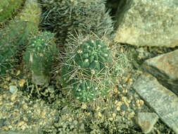 Image of Gymnocalycium gibbosum (Haw.) Pfeiff. ex Mittler