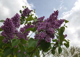 Image of Common Lilac