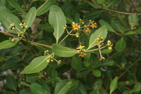 Image of Mangrove