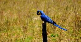 Image of Hyacinth Macaw