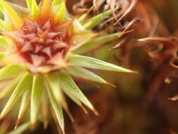 Image of juniper polytrichum moss