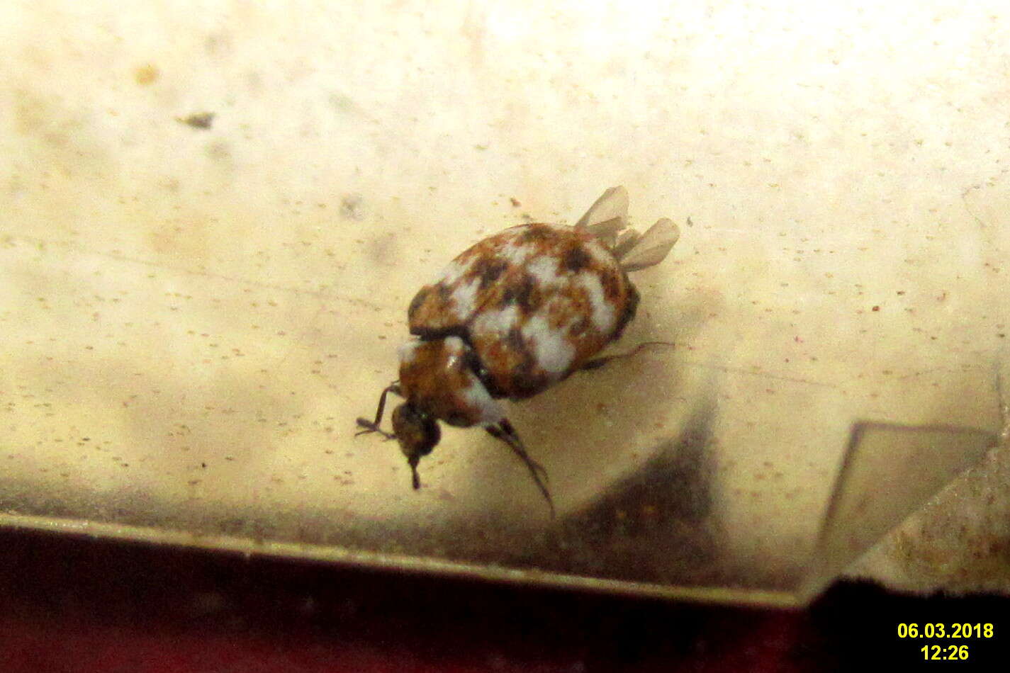 Image of Sacramento Anthicid Beetle